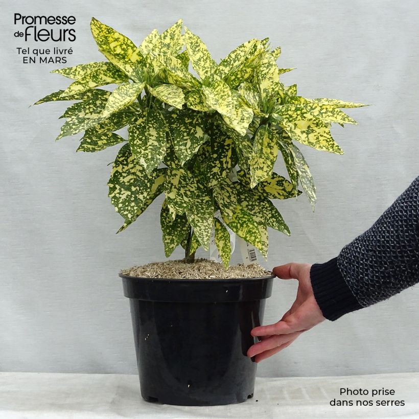 Example of Aucuba japonica Crotonifolia - Broodboom Pot van 7,5 l/10 l as you get in hiver