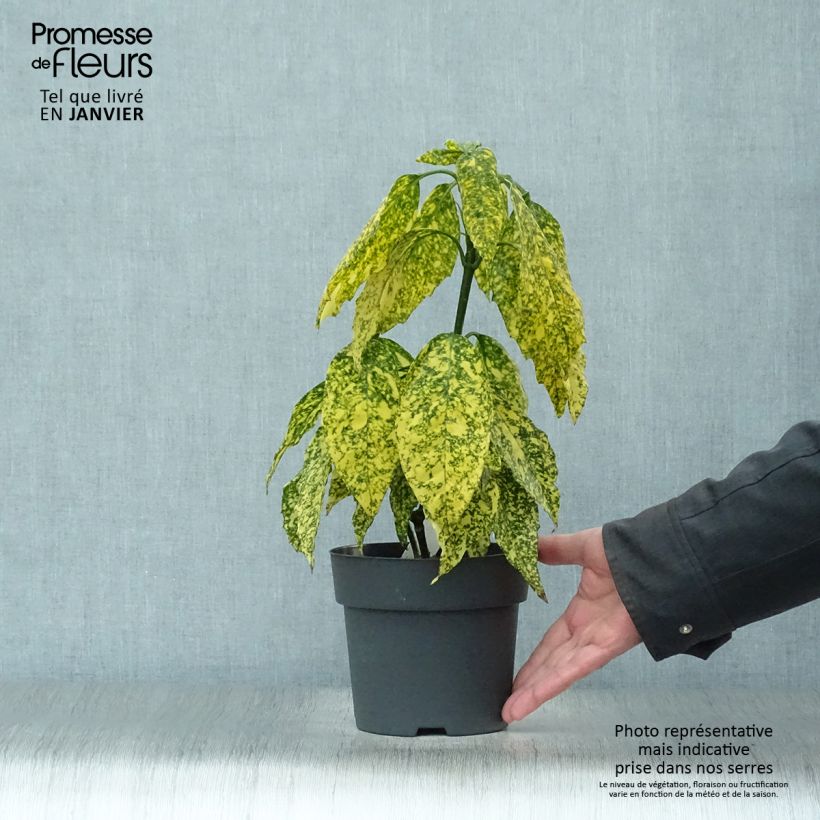 Example of Aucuba japonica Golden King - Broodboom Pot van 2 l/3 l as you get in hiver