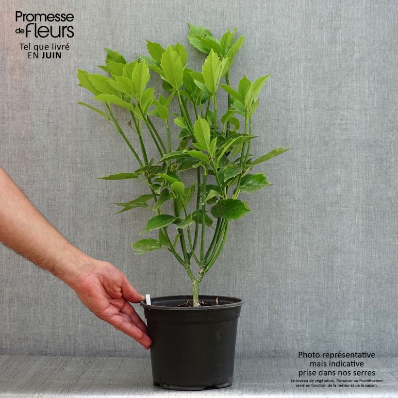 Exemplaar van Aucuba japonica - Broodboom Pot van 3 l/4 l zoals geleverd in de zomer