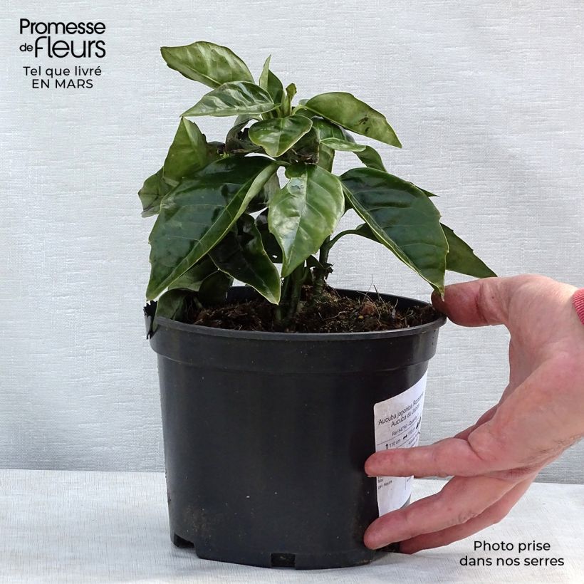 Example of Aucuba japonica Rozannie - Aucuba du Japon  Pot van 2 l/3 l as you get in hiver