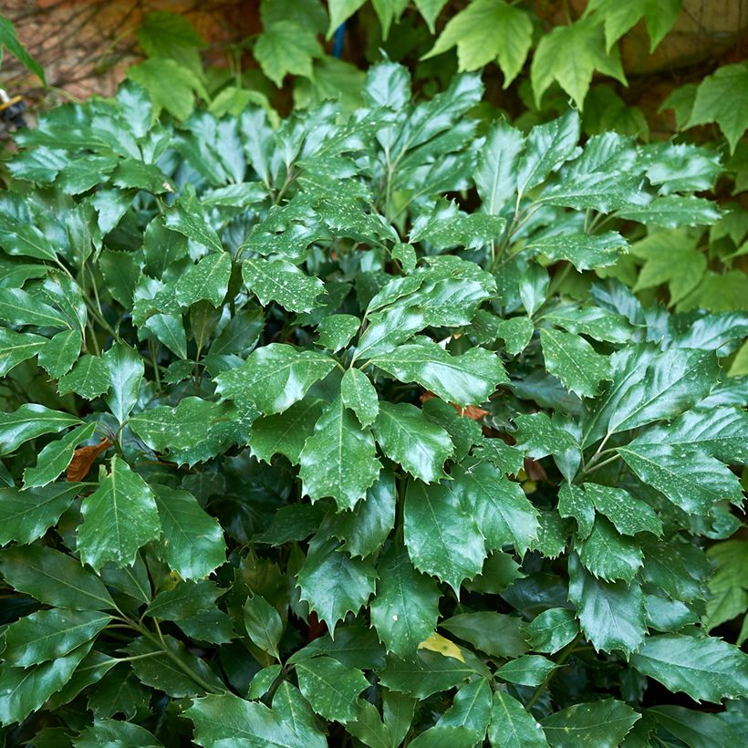 Aucuba japonica Rozannie - Broodboom (Blad)