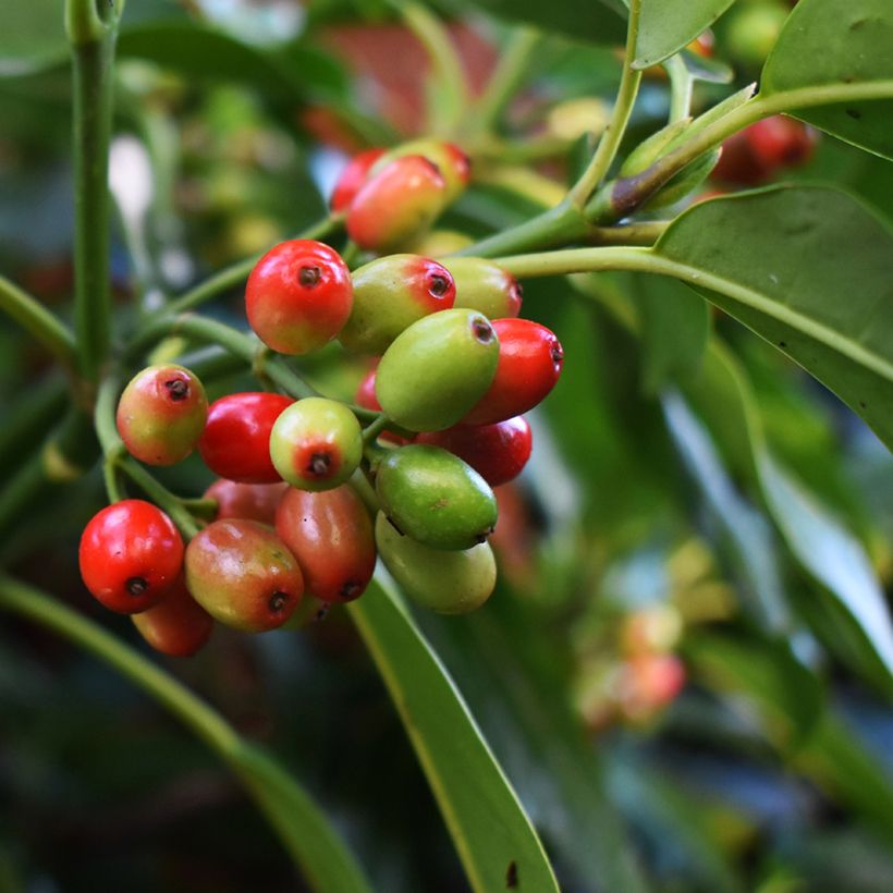 Aucuba japonica Rozannie - Broodboom (Oogst)