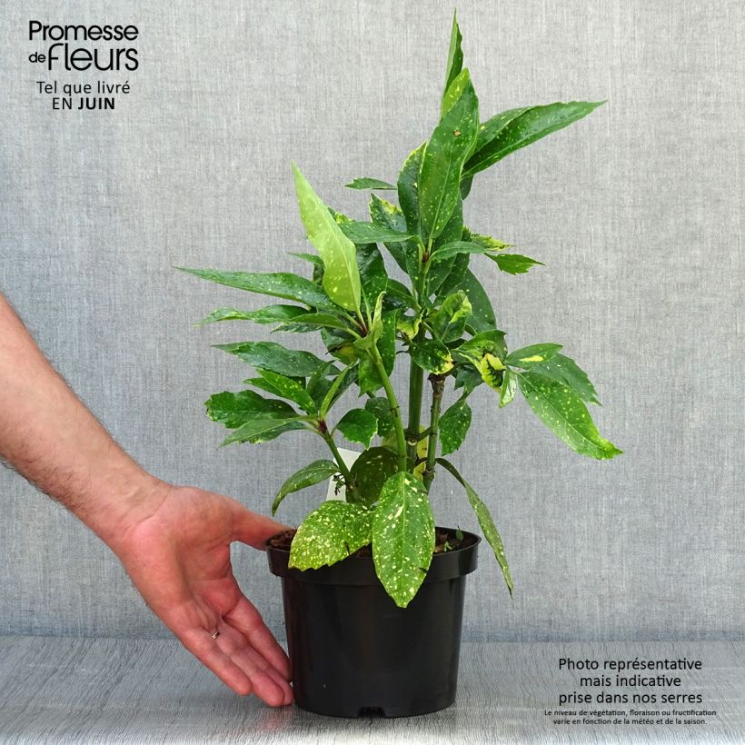 Exemplaar van Aucuba japonica Variegata - Broodboom Pot van 2 l/3 l zoals geleverd in de zomer