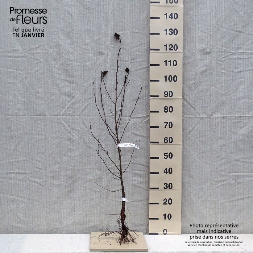 Example of Aulne de Corse - Alnus cordata Naakte wortel as you get in hiver