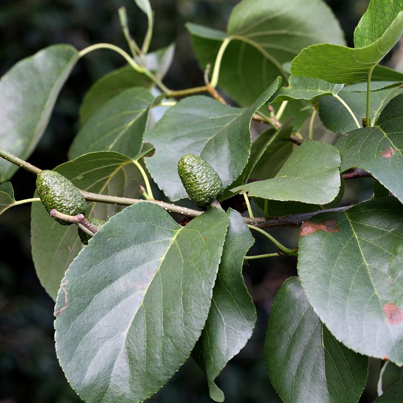 Alnus cordata - Hartbladige els (Blad)