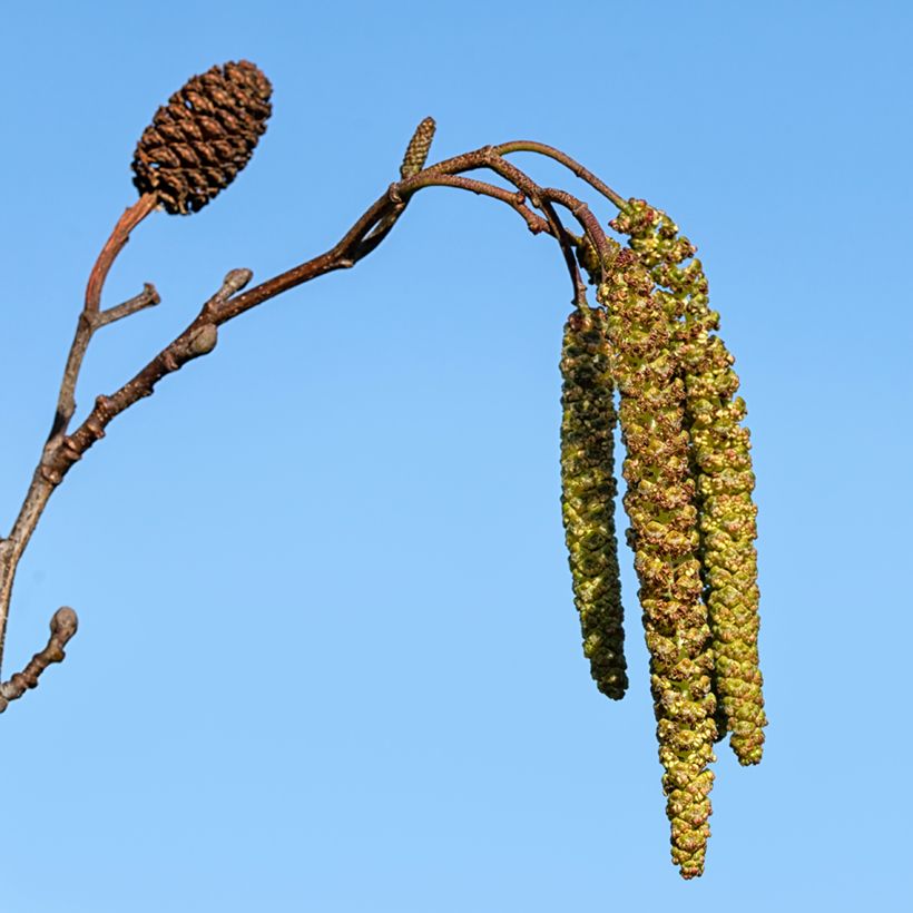 Alnus cordata - Hartbladige els (Oogst)