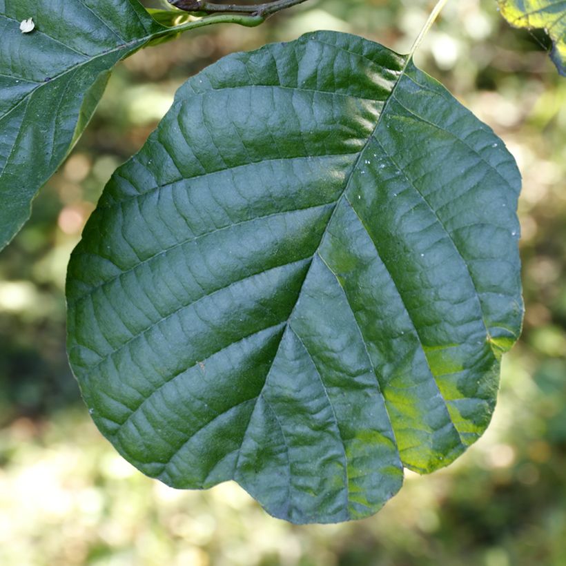 Alnus glutinosa - Zwarte els (Blad)