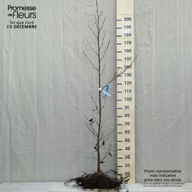 Example of Alnus glutinosa - Zwarte els Naakte wortel as you get in hiver