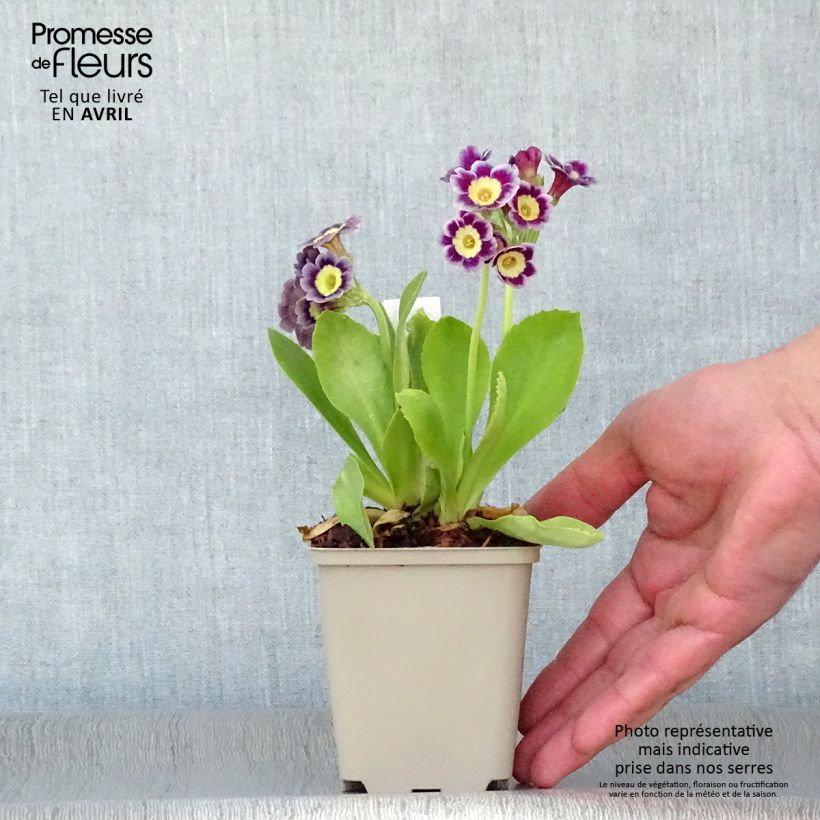 Exemplaar van Primula pubescens - Tuinaurikel Kweekpotje van 8/9 cm zoals geleverd in de lente