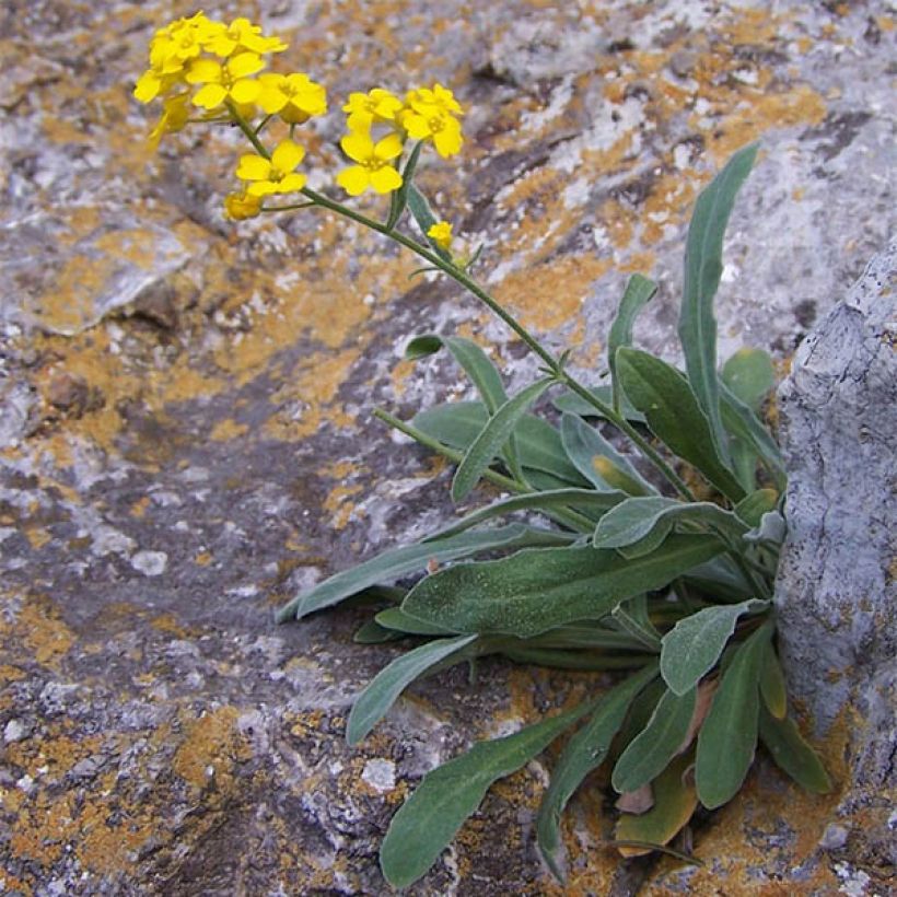 Alyssum saxatilis Goldkugel - Rotsschildzaad (Plant habit)