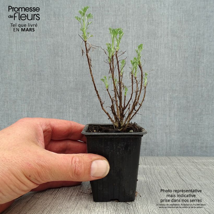 Exemplaar van Artemisia abrotanum - Citroenkruid Kweekpotje van 7/8 cm zoals geleverd in de lente