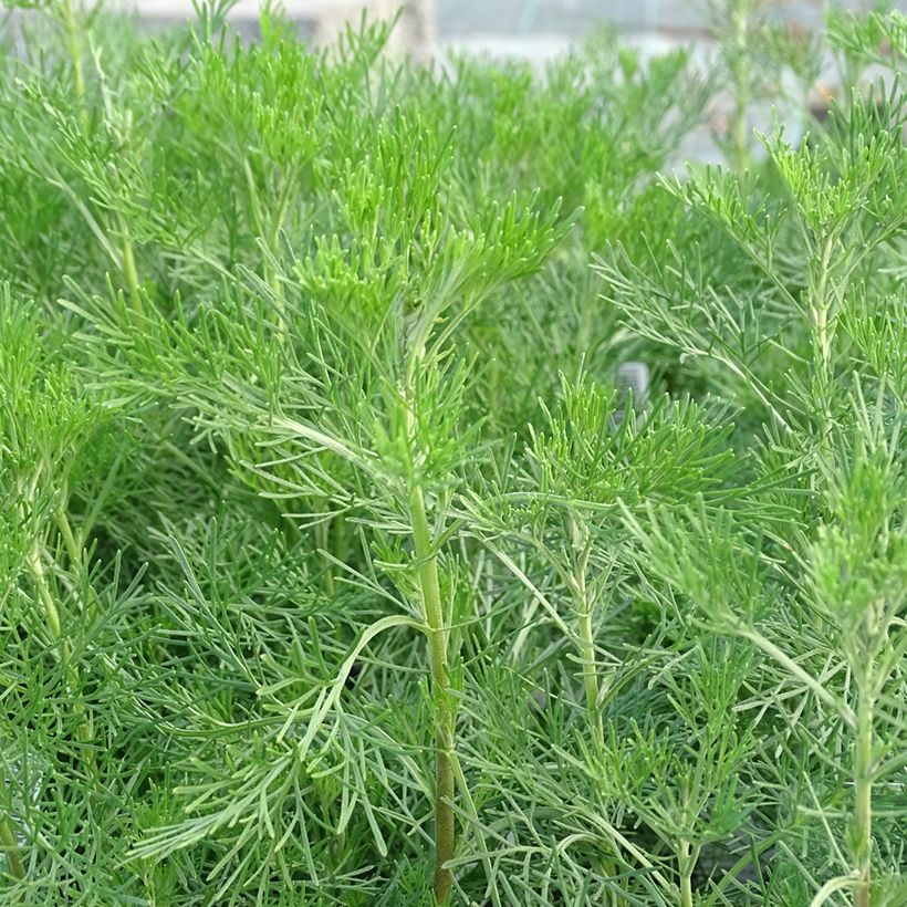 Artemisia abrotanum - Citroenkruid (Foliage)