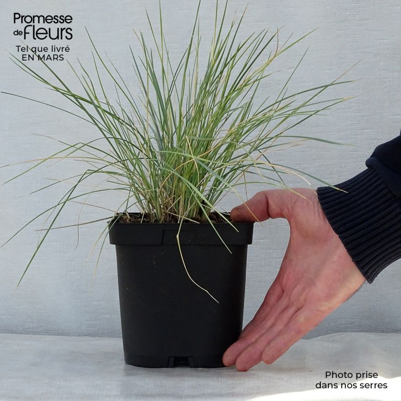 Exemplaar van Helictotrichon sempervirens - Sierhaver Pot van 2 l/3 l zoals geleverd in de lente