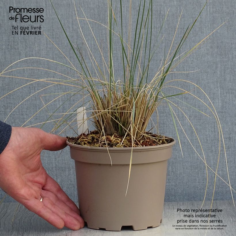 Example of Helictotrichon sempervirens - Sierhaver Pot van 2 l/3 l as you get in hiver
