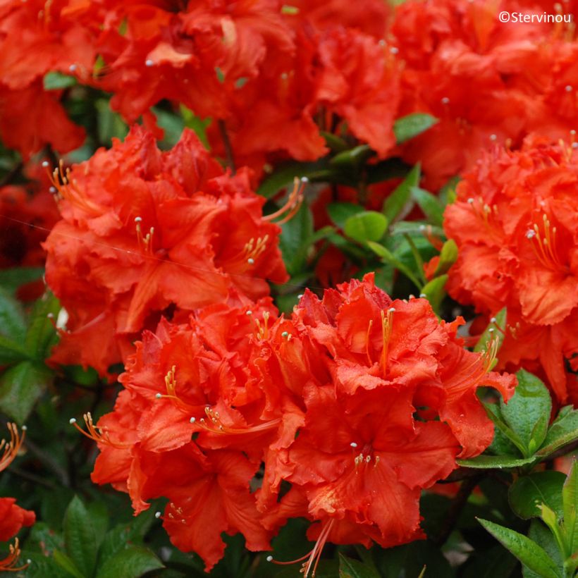 Azalea mollis Gibraltar - Bladverliezende azalea (Bloei)