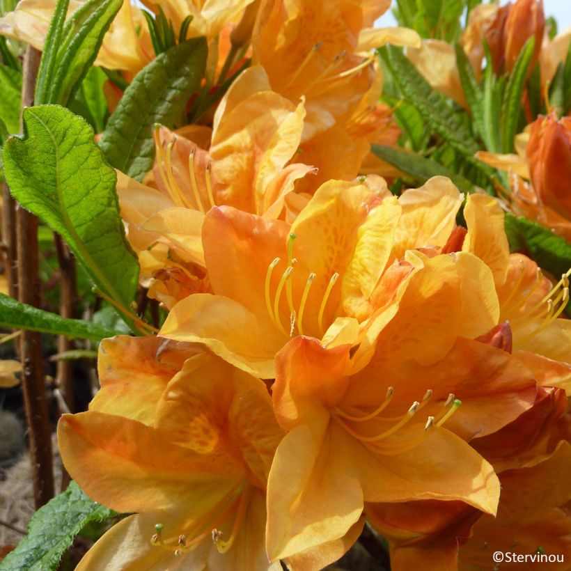 Azalea mollis Hortulanus H Witte - Bladverliezende azalea (Bloei)