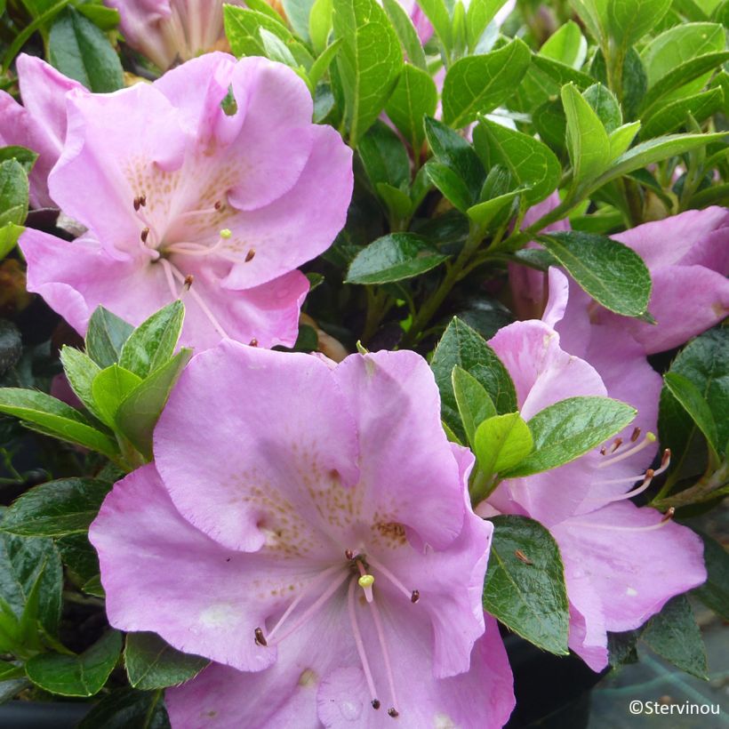 Rhododendron hybride Blue Moon - Japanse azalea (Bloei)