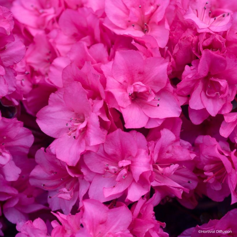 Rhododendron Flash Dance Pink - Japanse azalea (Flowering)