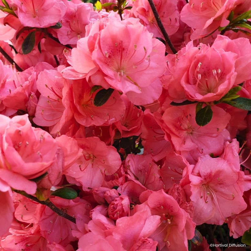 Rhododendron Flash Dance Salmon - Japanse azalea (Flowering)