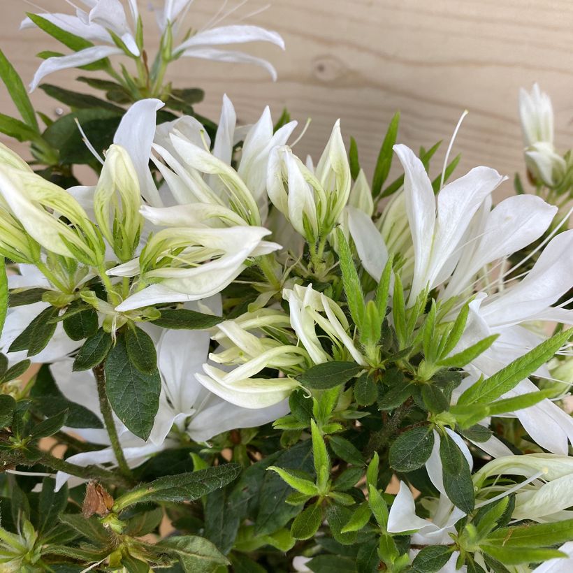 Azalée du Japon Koromo shikibu White - Rhododendron hybride (Blad)