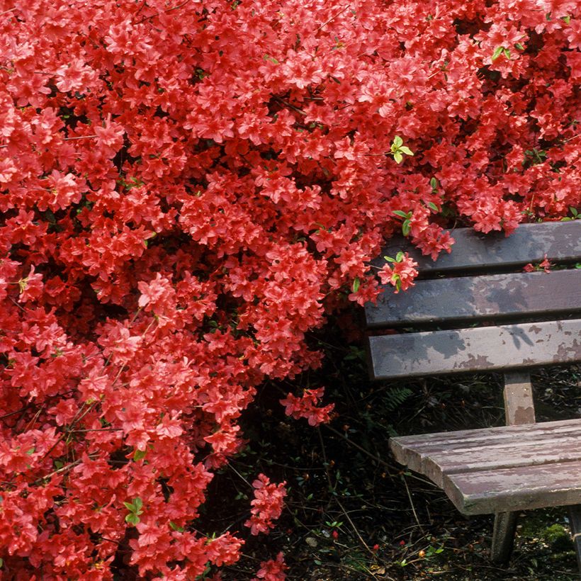 Rhododendron japonica Vuyk's Scarlet - Japanse azalea (Groeiplaats)
