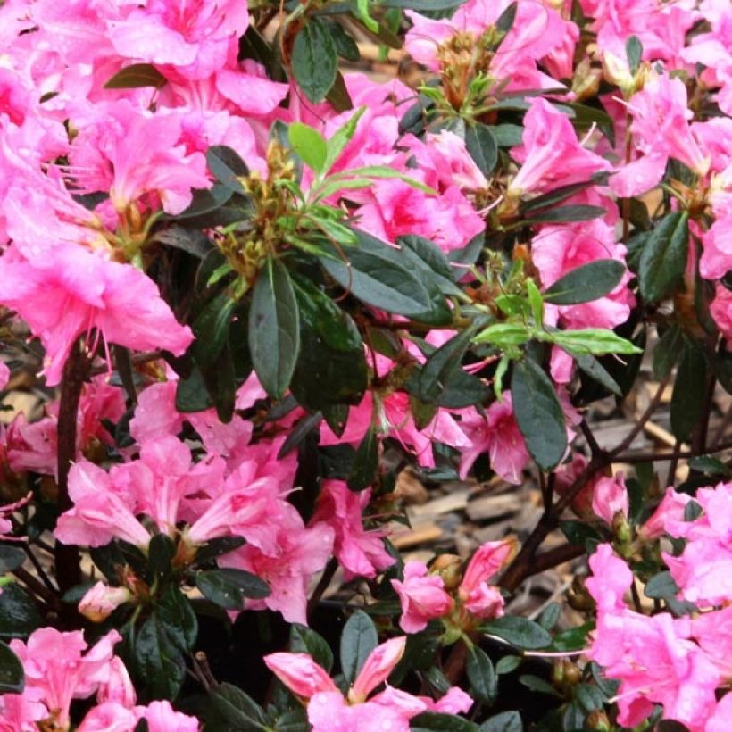 Rhododendron ENCORE Carnival - Japanse azalea (Blad)
