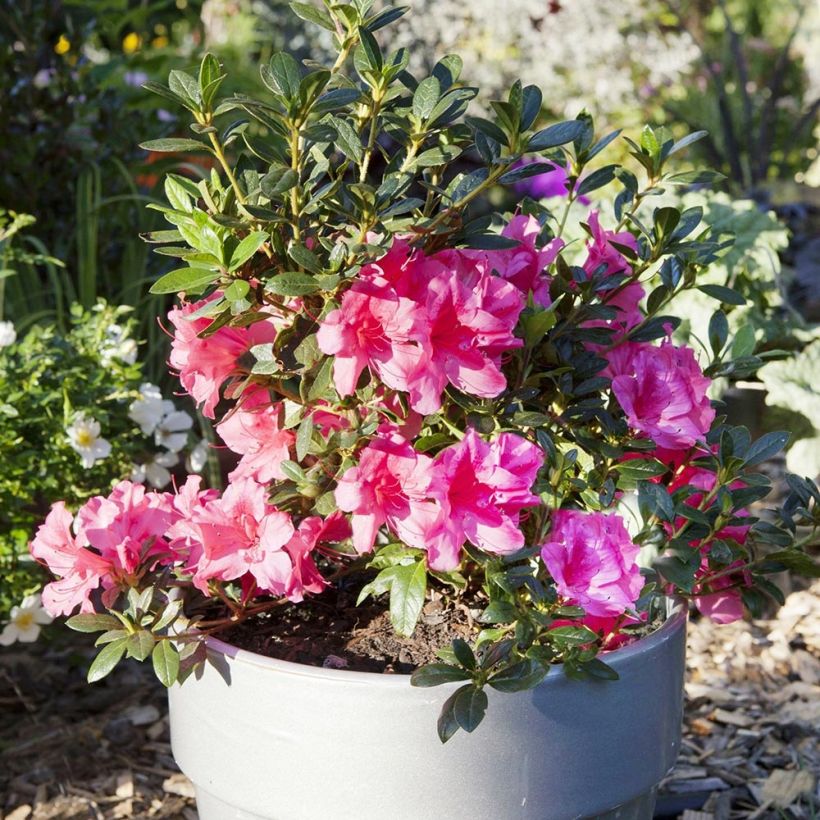 Rhododendron ENCORE Carnival - Japanse azalea (Groeiplaats)