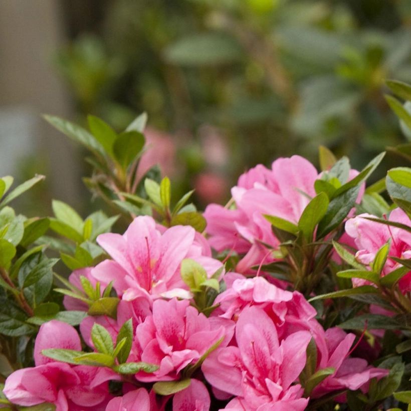 Rhododendron japonica ENCORE Empress - Japanse azalea (Foliage)