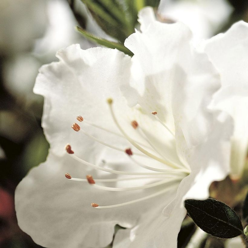 Rhododendron japonica ENCORE Ivory - Japanse azalea (Flowering)