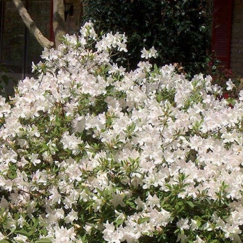 Rhododendron japonica ENCORE Ivory - Japanse azalea (Plant habit)