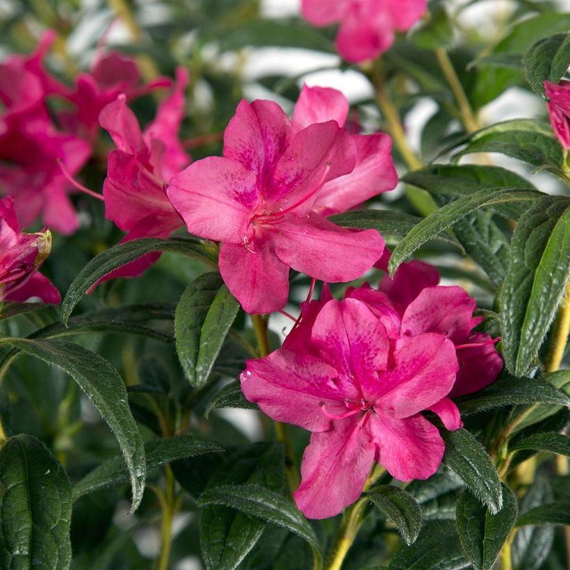 Rhododendron japonica ENCORE Jewel - Japanse azalea (Blad)