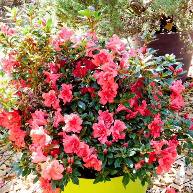 Rhododendron japonica ENCORE Princess - Japanse azalea (Plant habit)