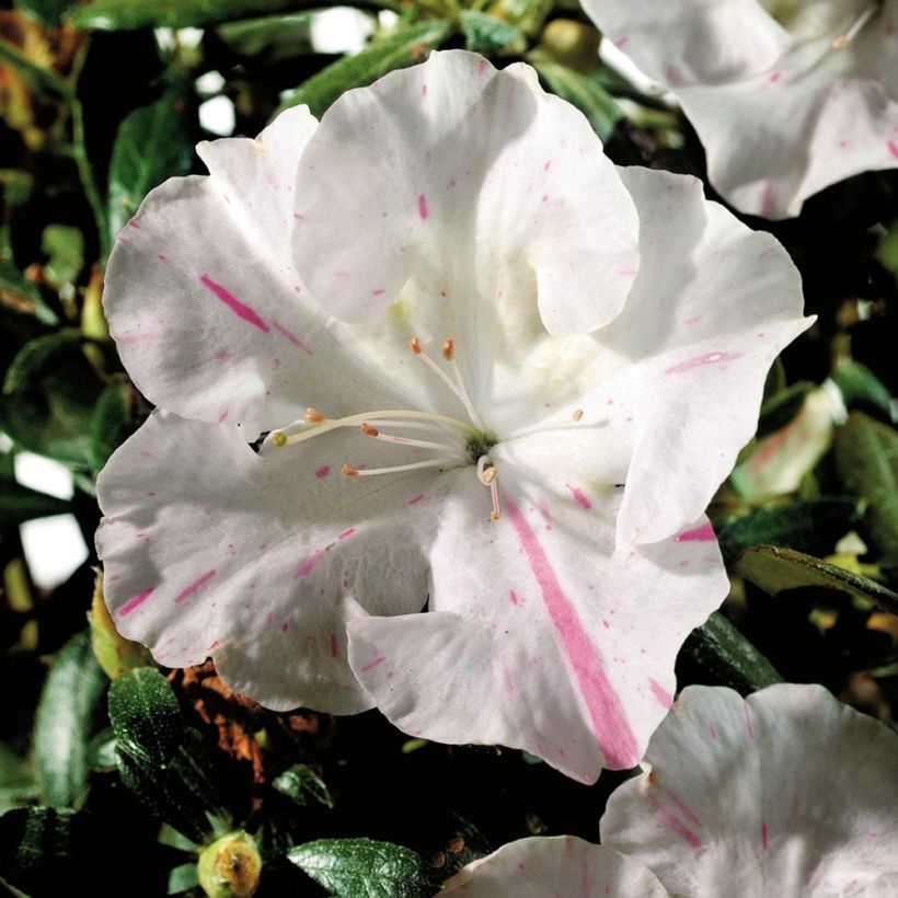 Rhododendron japonica ENCORE Starlite - Japanse azalea (Flowering)