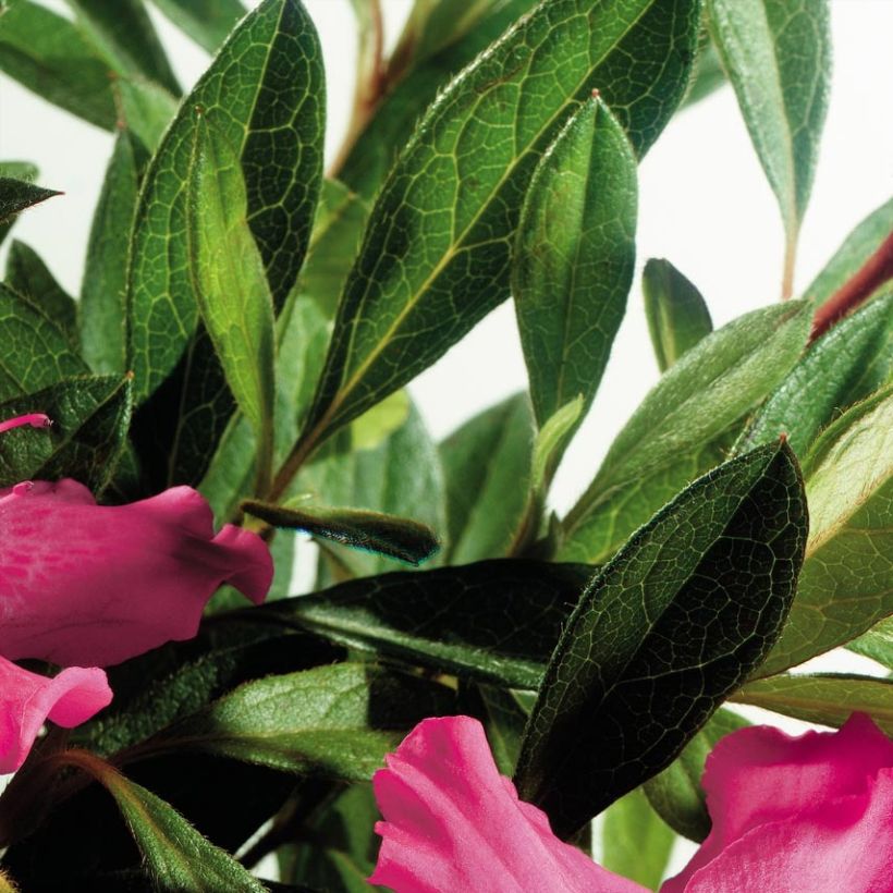 Rhododendron japonica ENCORE Sundance - Japanse azalea (Foliage)