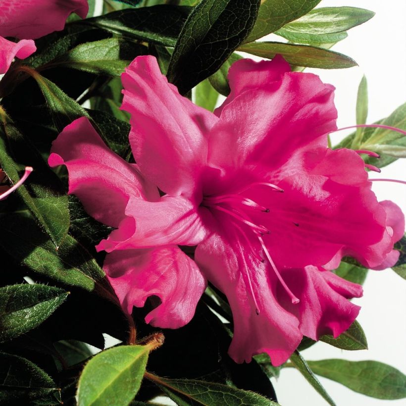 Rhododendron japonica ENCORE Sundance - Japanse azalea (Flowering)
