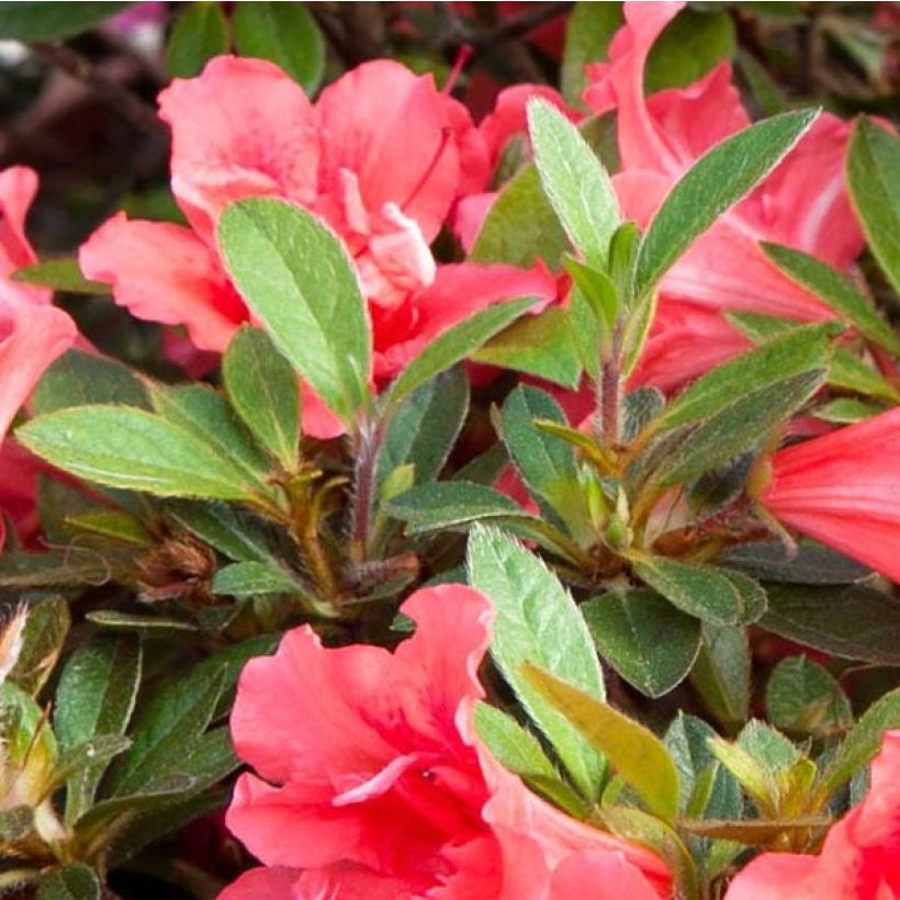 Rhododendron japonica ENCORE Sunset - Japanse azalea (Foliage)