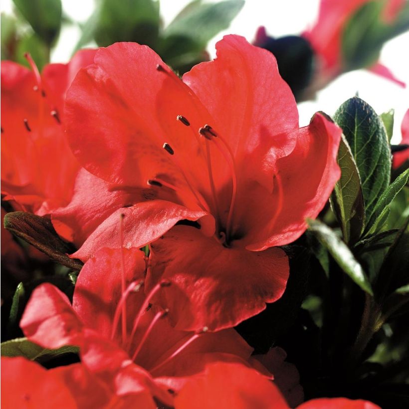 Rhododendron japonica ENCORE Sunset - Japanse azalea (Flowering)