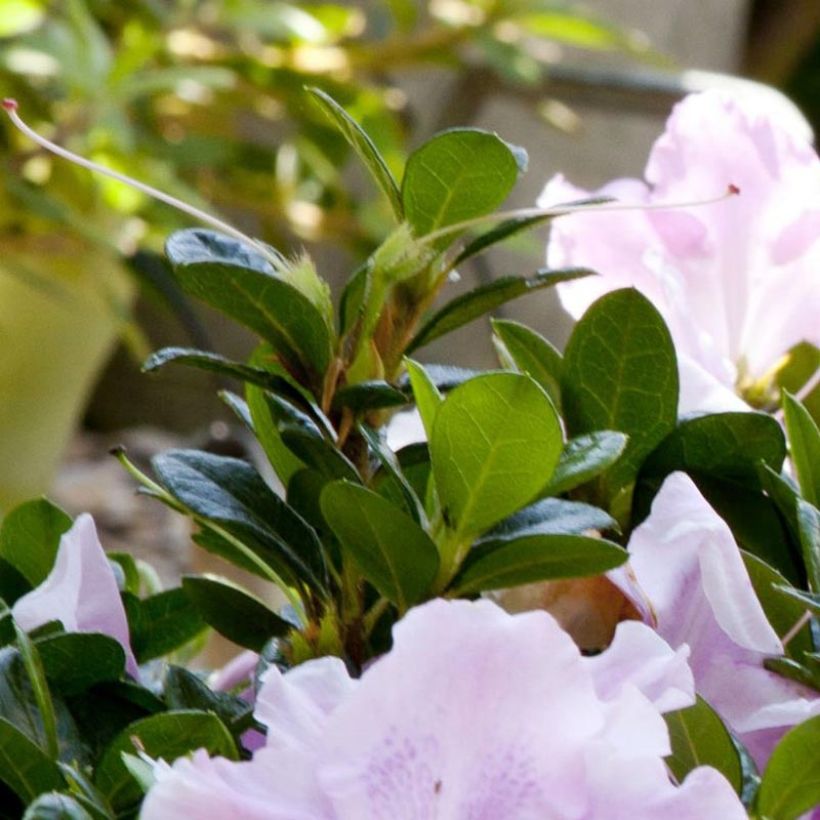 Rhododendron japonica ENCORE Sweetheart - Japanse azalea (Foliage)