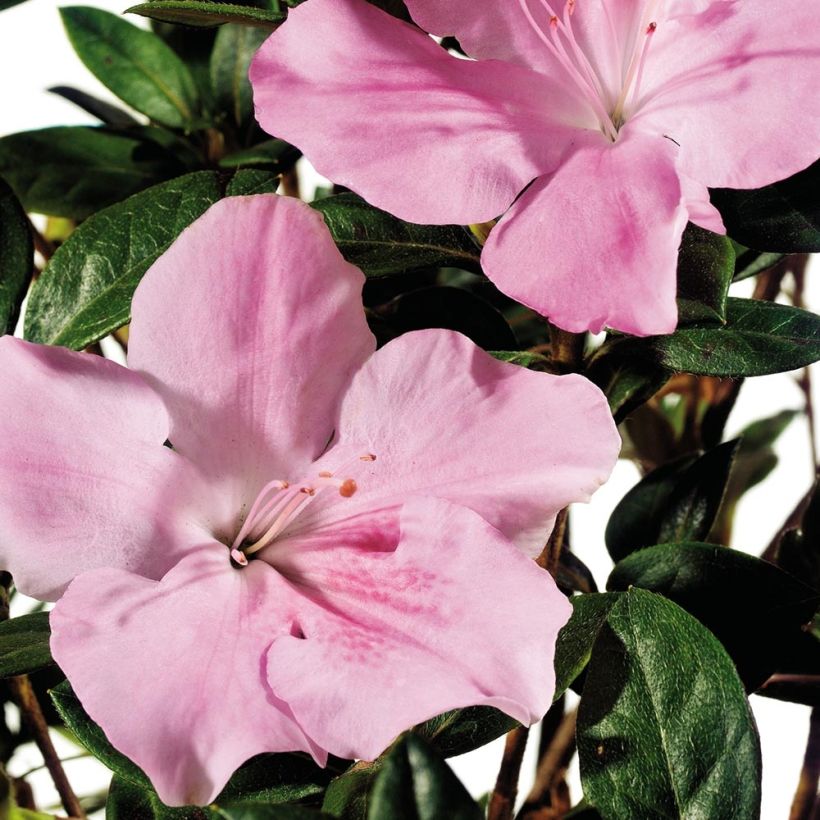 Rhododendron japonica ENCORE Sweetheart - Japanse azalea (Flowering)