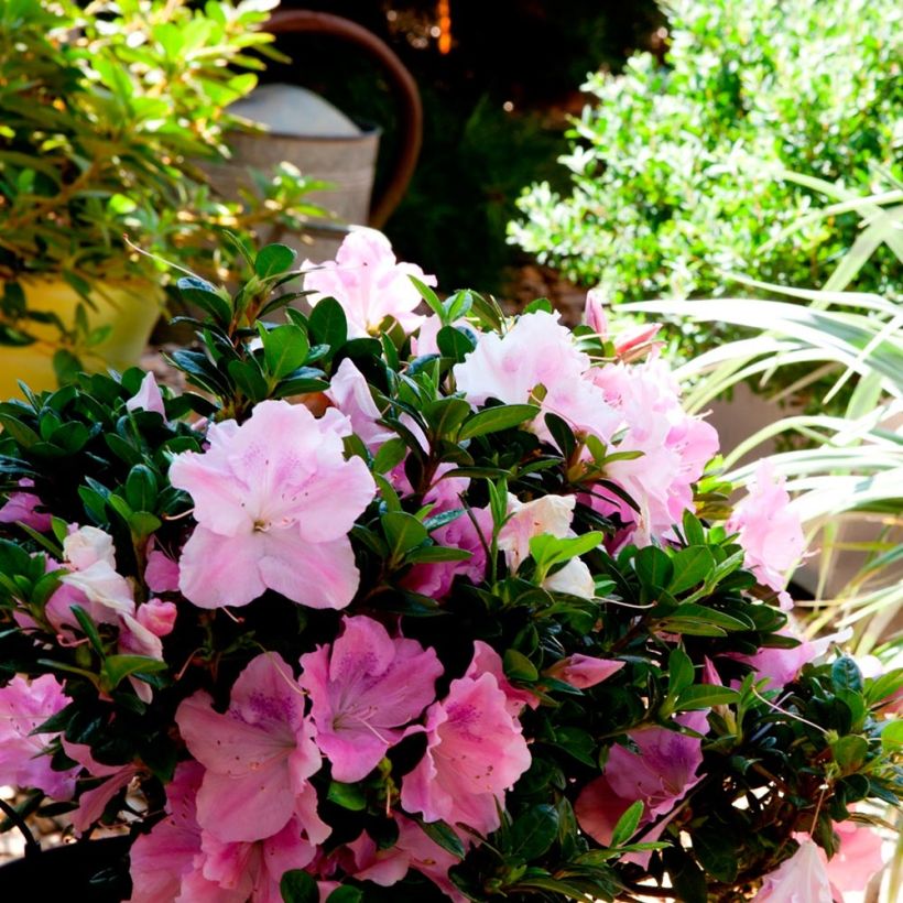 Rhododendron japonica ENCORE Sweetheart - Japanse azalea (Plant habit)