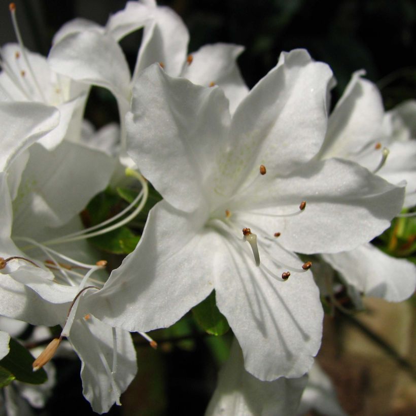 Rhododendron Palestrina - Japanse azalea (Flowering)