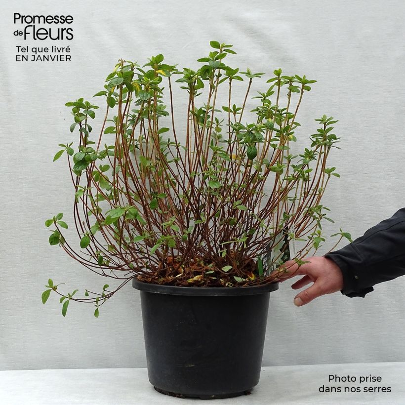 Example of Azalée du Japon Palestrina - Rhododendron hybride Pot van 12 l/15 l as you get in hiver