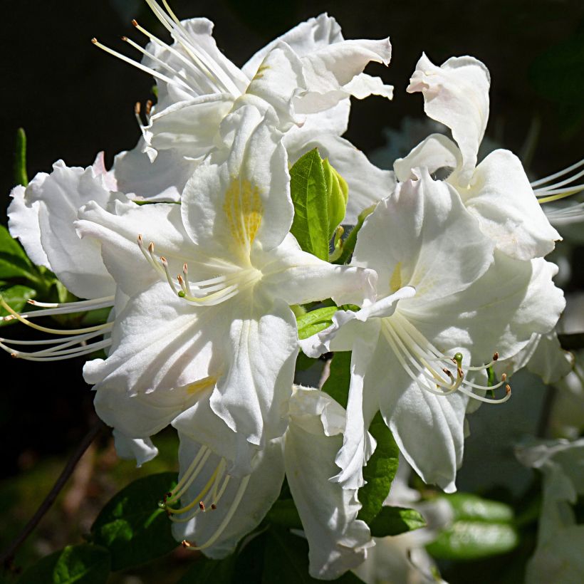 Rhododendron Oxydol - Azalea mollis (Flowering)