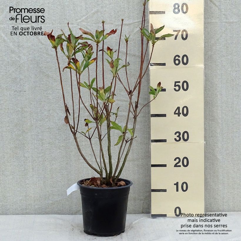 Exemplaar van Rhododendron Satan - Bladverliezende azalea Pot van 4 l/5 l zoals geleverd in de herfst