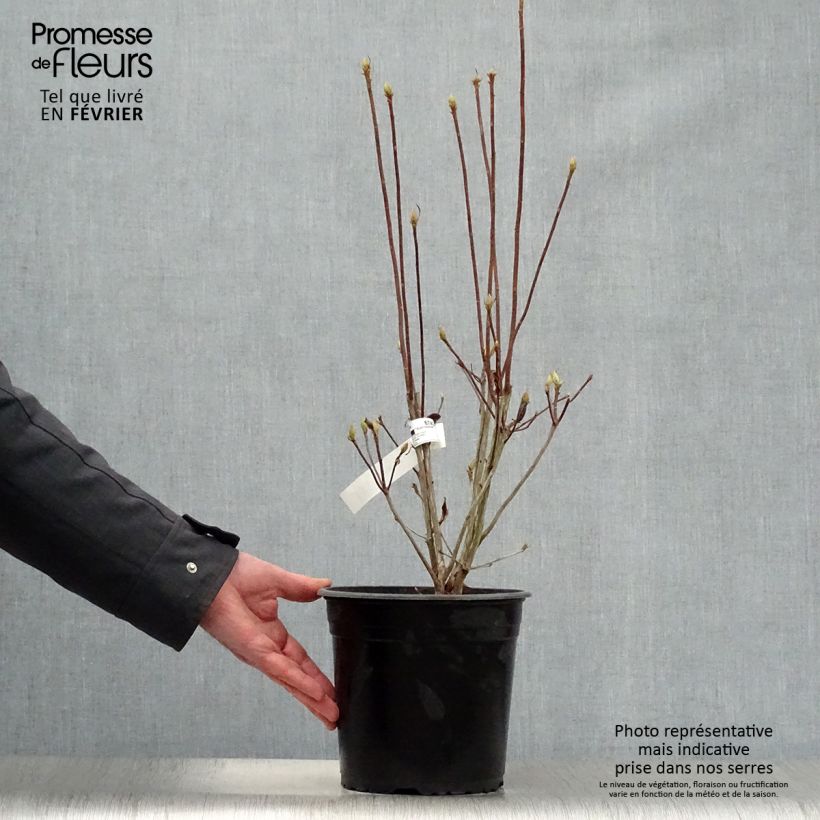 Example of Azalée caduque Knap Hill-Exbury Satan  Pot van 4 l/5 l as you get in hiver