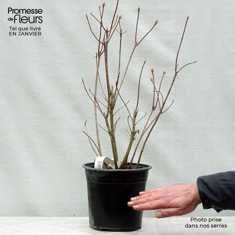 Example of Azalée Glowing Embers - Rhododendron molle Pot van 4 l/5 l as you get in hiver