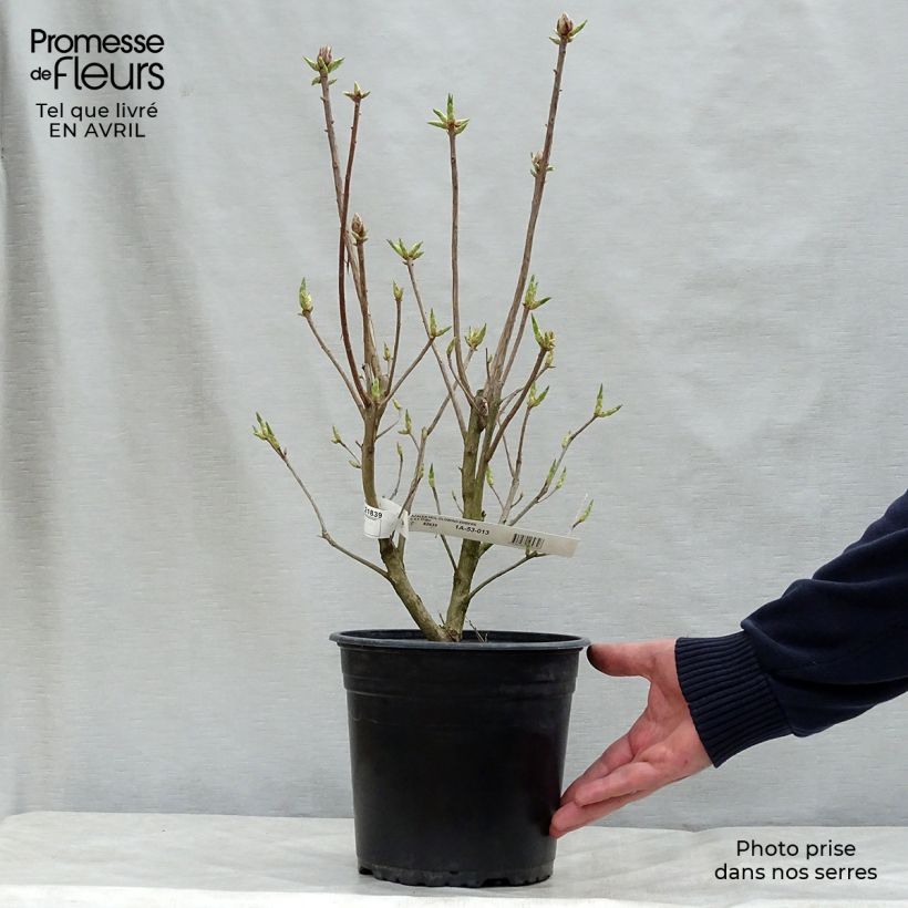 Exemplaar van Rhododendron mollis Glowing Embers - Bladverliezende azalea Pot van 4 l/5 l zoals geleverd in de lente