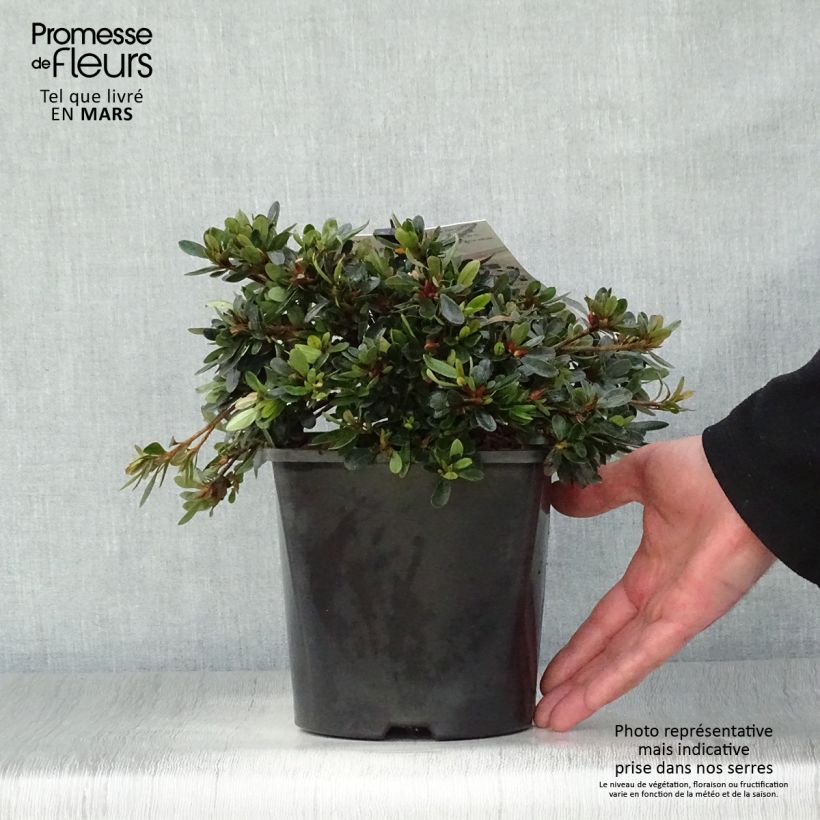 Exemplaar van Rhododendron nakaharae Pink Cascade - Wintergroene Azalea Pot van 2 l/3 l zoals geleverd in de lente