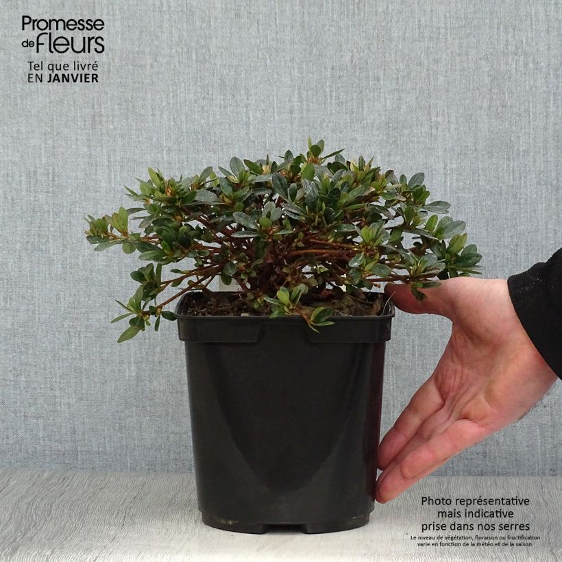 Example of Azalée couvre-sol Pink Cascade - Azalea nakaharae Pot van 2 l/3 l as you get in hiver