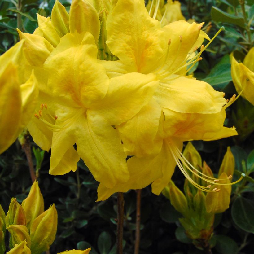 Rhododendron occidentale Anneke - Azalea mollis (Flowering)
